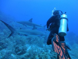 shark dive